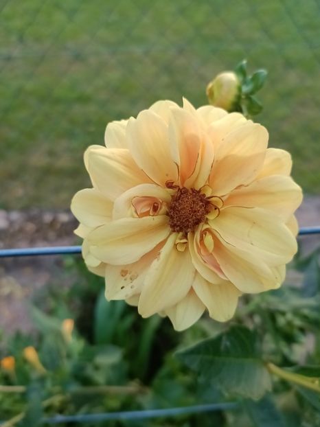 Img.2024.08.31 - A doua grădină 2