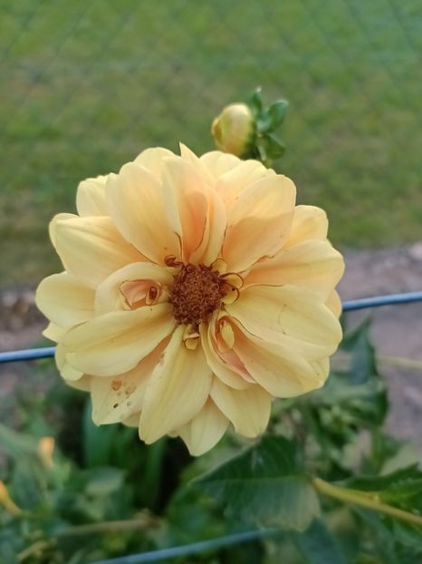 Img.2024.08.31 - A doua grădină 2