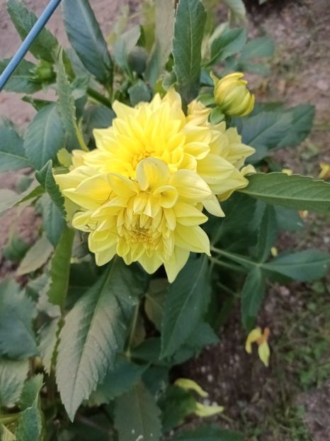 Img.2024.08.31 - A doua grădină 2