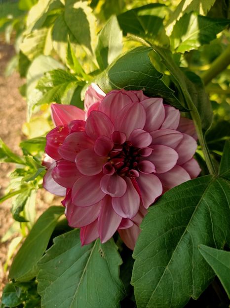 Img.2024.09.20 - A doua grădină 2