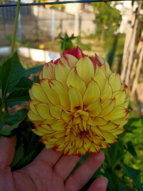 Img.2024.09.20 - A doua grădină 2