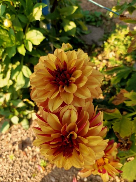 Img.2024.09.20 - A doua grădină 2