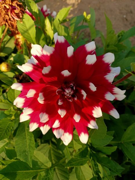 Img.2024.09.20 - A doua grădină 2