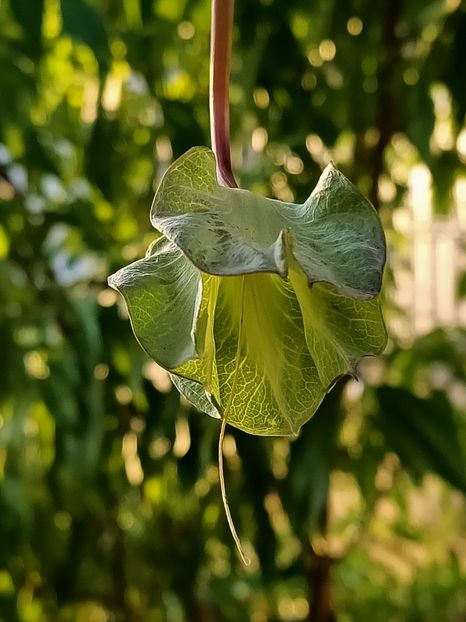 Img.2024.09.20-cobaea - A doua grădină 2