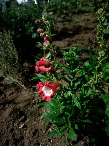Img.2024.09.20 - A doua grădină 2
