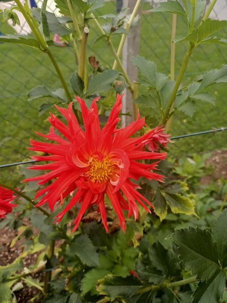 Img.2024.10.06 - A doua grădină 2