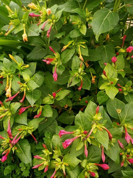 Img.2024.10.06 - A doua grădină 2