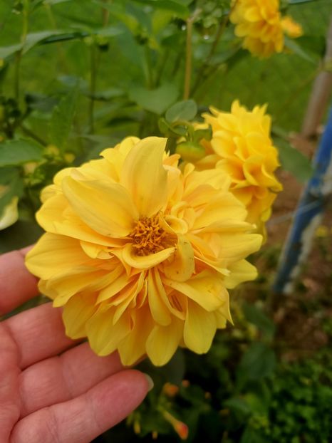 Img.2024.10.06 - A doua grădină 2