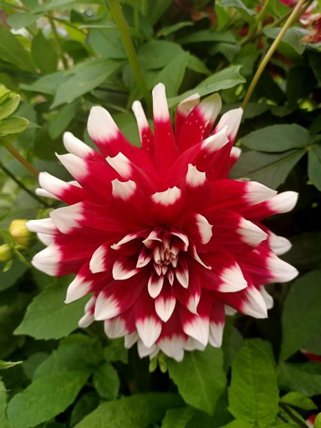 Img.2024.10.06 - A doua grădină 2