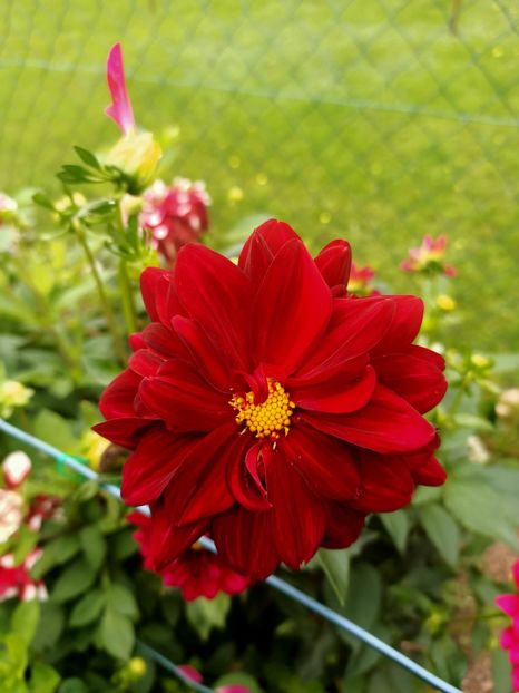 Img.2024.10.06 - A doua grădină 2