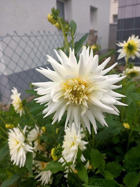 Img.2024.10.06 - A doua grădină 2