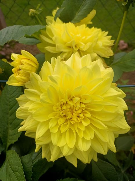 Img.2024.10.06 - A doua grădină 2