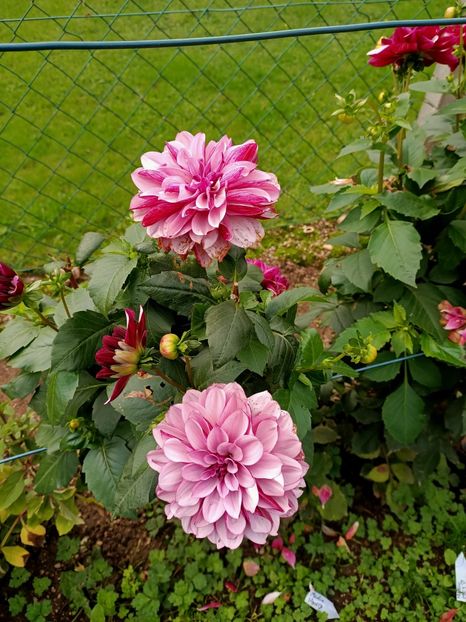 Img.2024.10.06 - A doua grădină 2