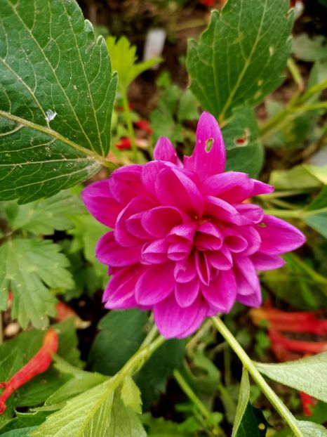 Img.2024.10.06 - A doua grădină 2