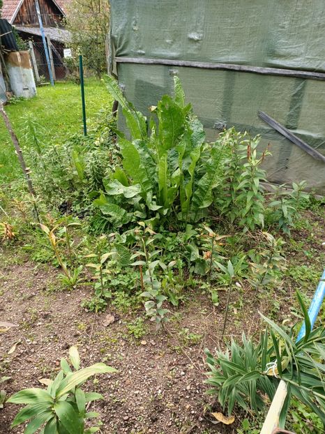 Img.2024.10.06 - A doua grădină 2