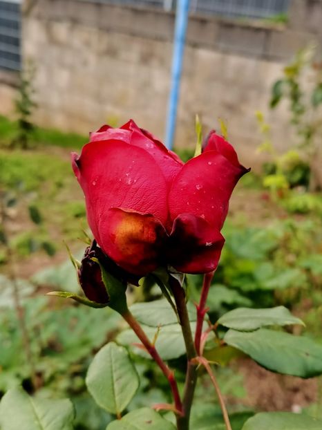 Img.2024.10.06 - A doua grădină 2