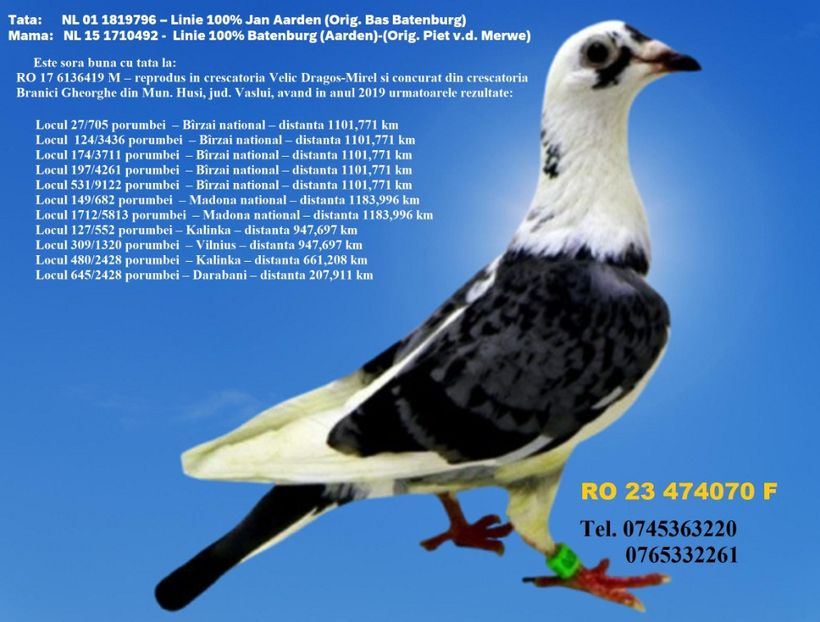 RO 23 474070 F Pret 150 Lei + transportul - 11 PORUMBEI - FEMELE - DISPONIBILE DIN ANII 2016 2017 2018 2019 2020 2021