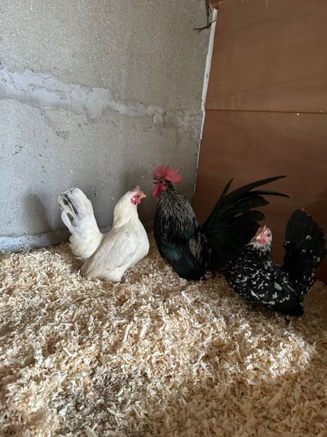 F2BAB04E-8391-4113-B09D-6851789A58B1 - Sebright-auriu și Serama