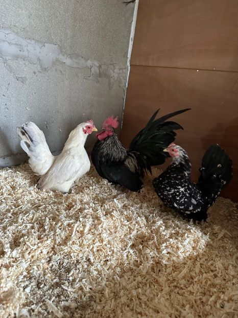 B2BCA416-0294-46B5-A4F0-99E249E172A2 - Sebright-auriu și Serama