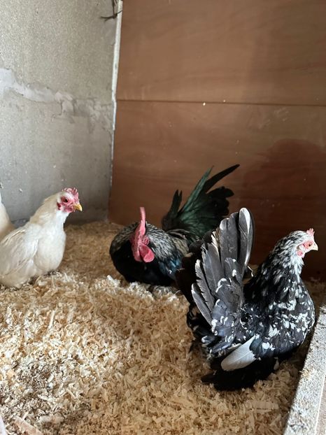 991C5A5D-B761-4D20-8CB5-6EFB9C09F8A7 - Sebright-auriu și Serama