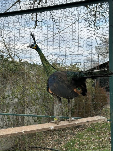 5B4363B5-4F98-4AE3-87F7-B7E96CD84F18 - Pauni