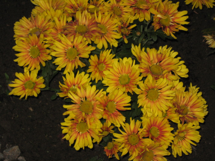 IMG_6853 - florile mele