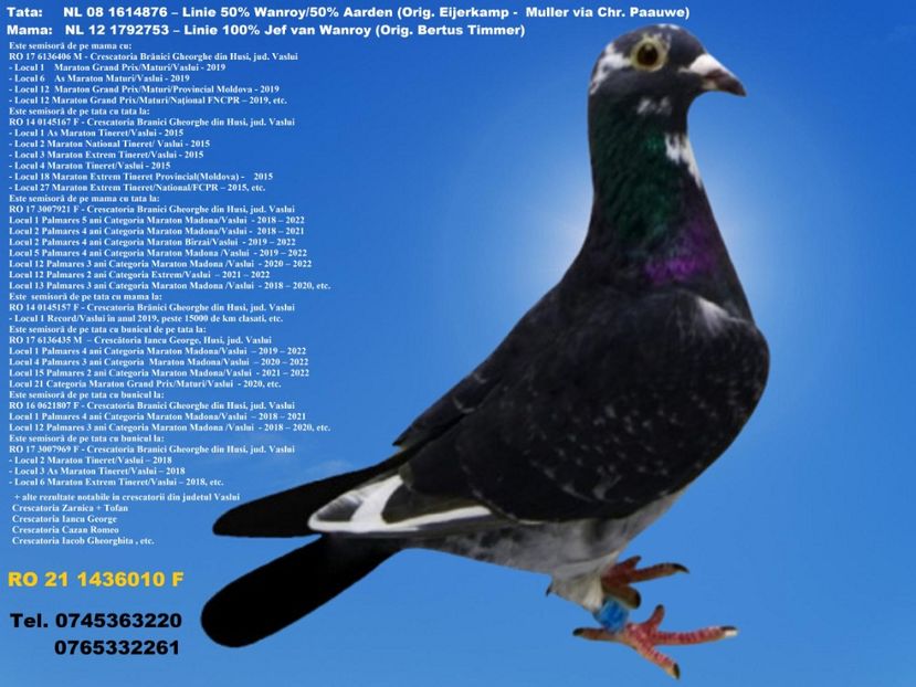 RO 21 1436010 F REZERVATA BUZAU 2 - ARHIVA