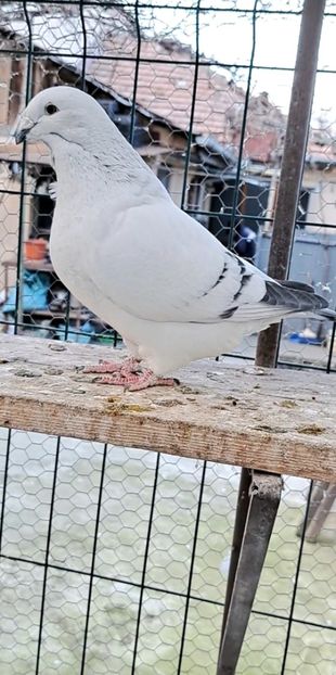 Fem 23 - VOIAJOR ROMANESC DE FRUMUSETE FEMELE