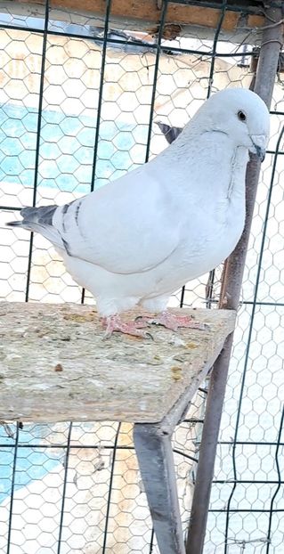 Fem 23 - VOIAJOR ROMANESC DE FRUMUSETE FEMELE