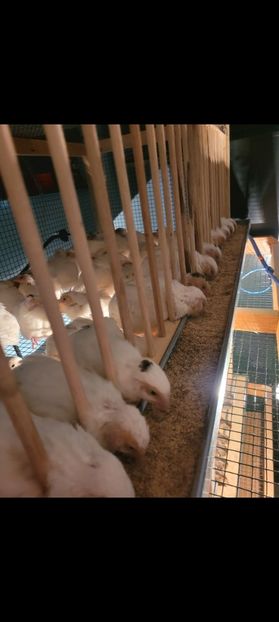 Screenshot_20250114_191749_Gallery - Prepelite!!