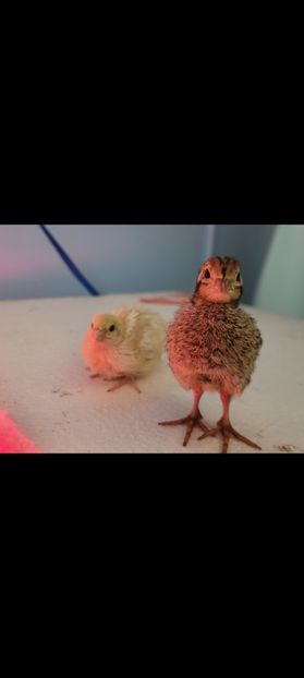 Screenshot_20250114_192138_Gallery - Prepelite!!