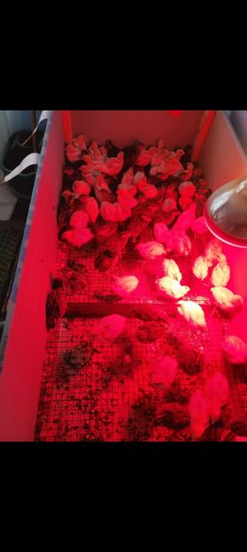 Screenshot_20250114_192125_Gallery - Prepelite!!