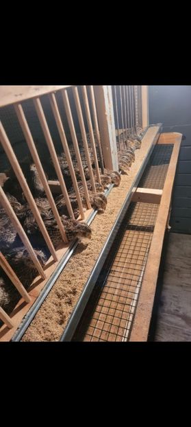 Screenshot_20250114_192026_Gallery - Prepelite!!