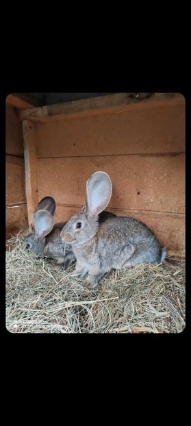 Screenshot_20250114_194822_Messenger - Iepuri