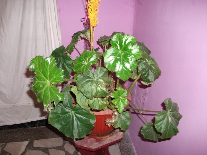 begonia - Begonii