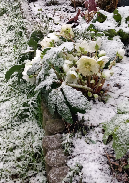  - Helleborus - Spanz