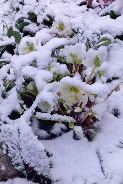  - Helleborus - Spanz