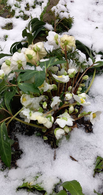  - Helleborus - Spanz