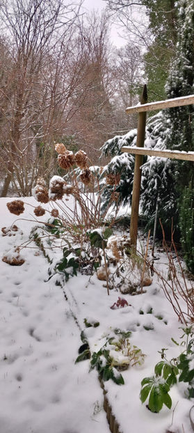 Ianuarie 2025 - Helleborus - Spanz