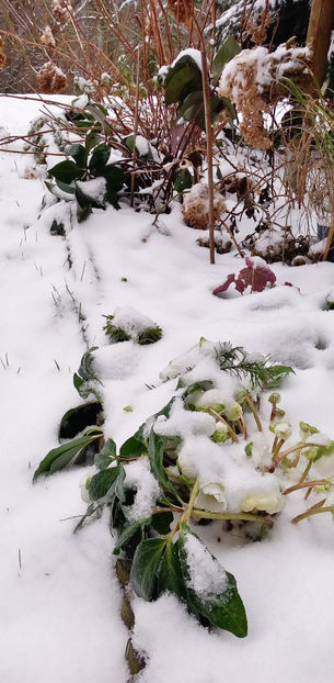  - Helleborus - Spanz