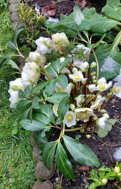  - Helleborus - Spanz