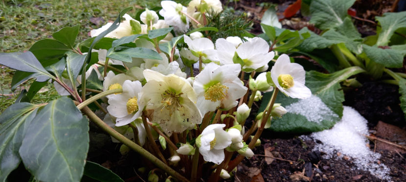  - Helleborus - Spanz