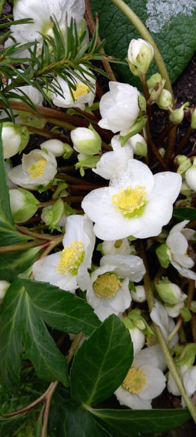  - Helleborus - Spanz