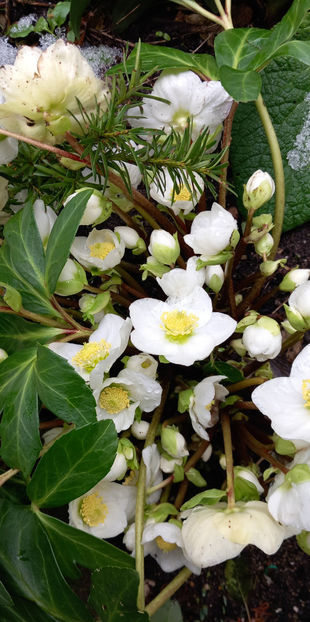  - Helleborus - Spanz