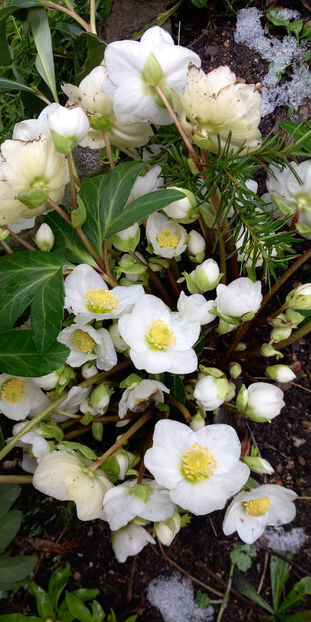  - Helleborus - Spanz