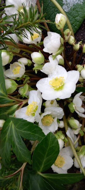  - Helleborus - Spanz