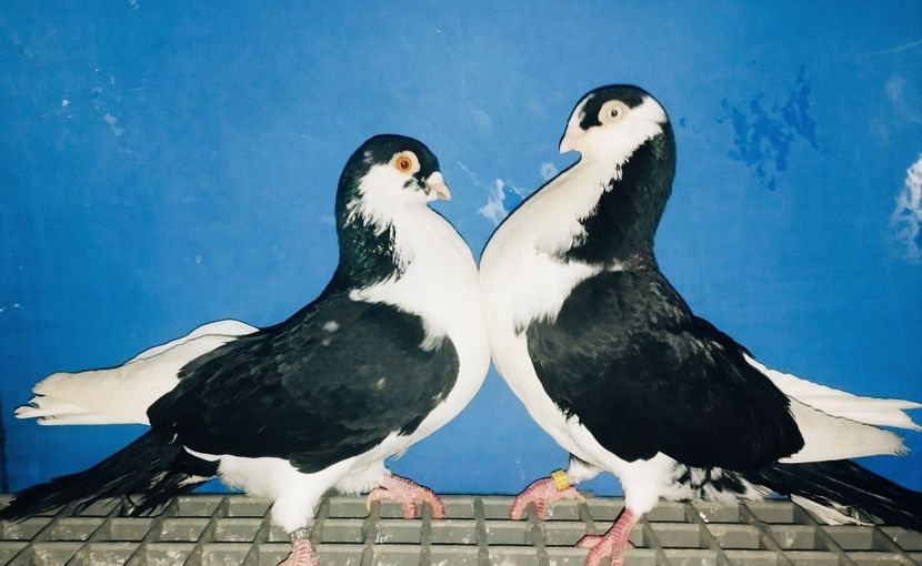 Perechea  10 - B - Perechi 2025