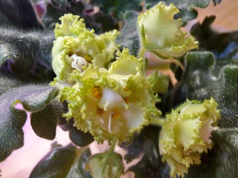  - Violeta RS izumrudnii gorod