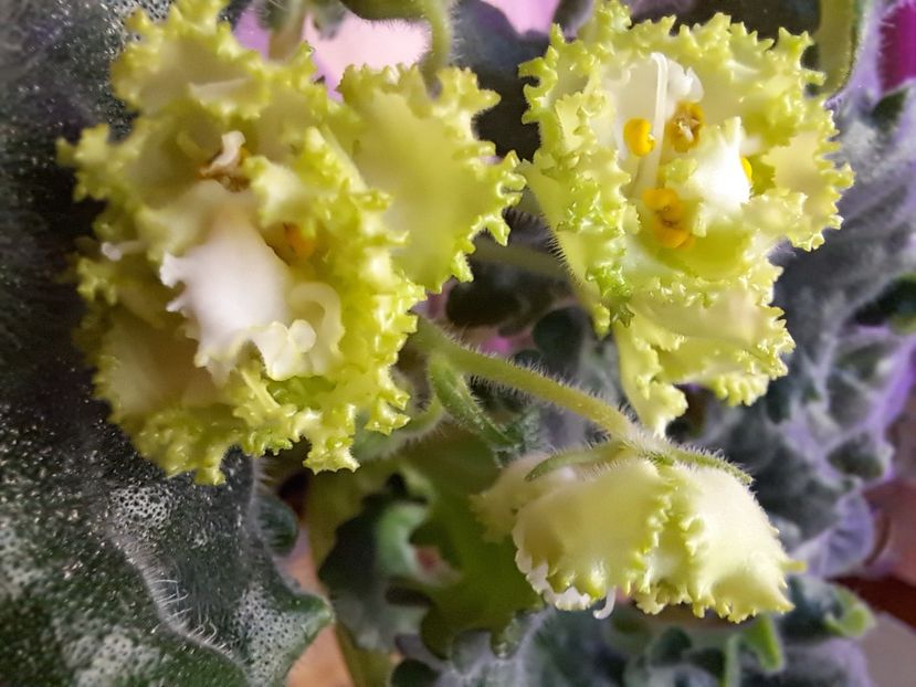  - Violeta RS izumrudnii gorod