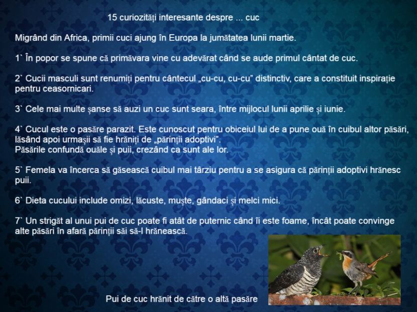 15 curiozitati interesante despre ... cuc - Curiozități